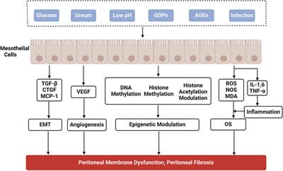 Zinc: a potential star for regulating peritoneal fibrosis